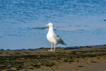 Glaucous Gull (Larus hyperboreus) in Barents Sea coastal area, Russia
