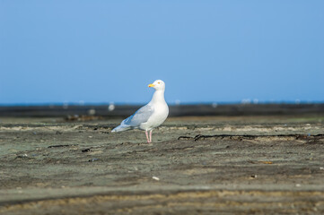 Glaucous Gull (Larus hyperboreus) in Barents Sea coastal area, Russia