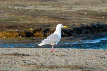Glaucous Gull (Larus hyperboreus) in Barents Sea coastal area, Russia