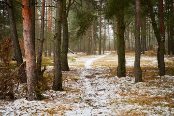 leśna zimowa ścieżka © Marcin Łazarczyk
