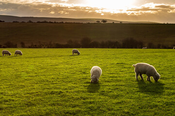 Grazing sheep at sunset © lemanieh