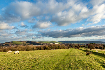 A view out over fields with grazing sheep, with the town of Lewes in the distance © lemanieh