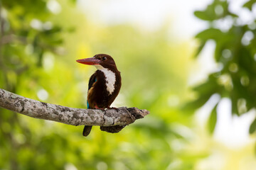Kingfisher sitting on branch of a tree, Sri Lanka
