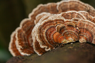 Layers of fungus clinging to the outside of a tree