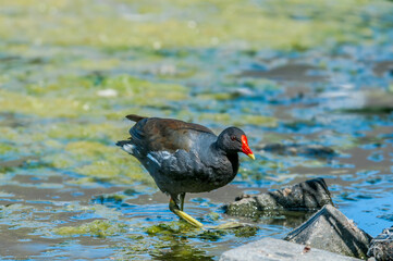 Common Moorhen (Gallinula chloropus) in park, Keil, Schleswig-Holstein, Germany
