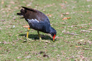 Common Moorhen (Gallinula chloropus) in park, Keil, Schleswig-Holstein, Germany