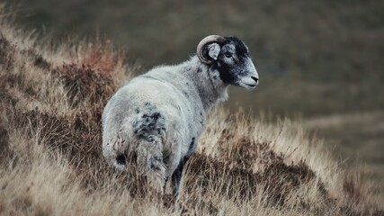 Fototapeta premium Swaledale horned sheep grazing high on the pete covered mountainside of Mam Tor in the Lake District of Northern England in winter 