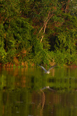 Pantanal bird