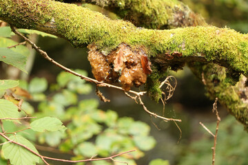 Fungus and gunge clinging to the outside of tree bark