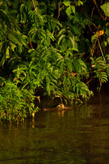 Pantanal alligator