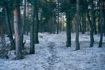 leśna zimowa droga