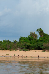 Birds on Pantanal