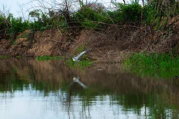 Bird in the Pantanal, Brazil