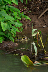 Pantanal alligator