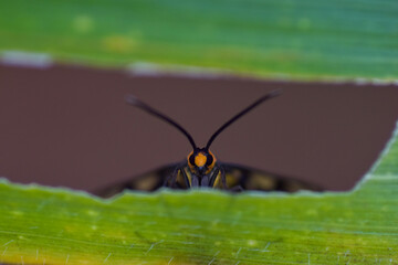Fototapeta na wymiar Moth insects on leaf green frame 