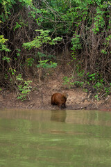 Capybara of the Pantanal