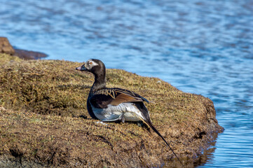 Long-tailed Duck (Clangula hyemalis) drake in Barents Sea coastal area, Russia