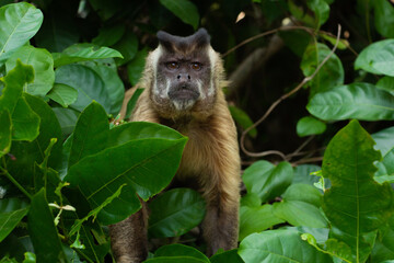 Sapajus in the Pantanal, Brasil