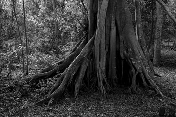 Tree trunk of Pantanal, Brazil