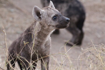 hyena cub in the wild