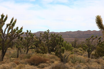 Mojave Desert with forest of Joshua Trees (Yucca brevifolia)