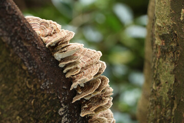 Layers of fungus clinging to the outside of a tree