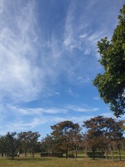 Obraz premium 공원에서 바라본 하늘