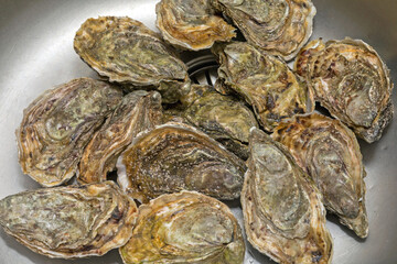 Oysters Pile