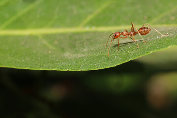 Close up red ant on fresh leaf in nature at thailand