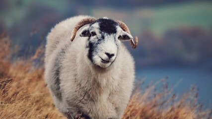 Swaledale horned sheep grazing in the Northern England