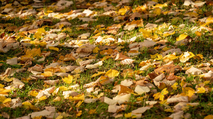 
Close-up on the lawn of a park covered with multicolored leaves, in autumn