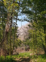 벚꽃 숲속 전경