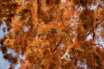 
Low angle view of a bald, blushing cypress tree in the middle of autumn, under a blue sky