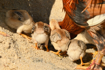 The adorable little chicks butt while eating their food.