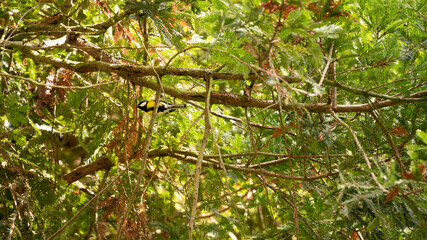 
Blue tit in the Sequoias