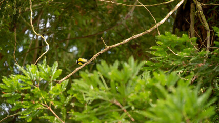 
Blue tit in the Sequoias