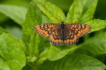 Eschen-Scheckenfalter (Euphydryas maturna)
