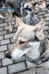 Czechoslovakian Wolfdog headshot