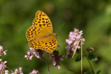 Obraz premium Kaisermanterl (Argynnis paphia)