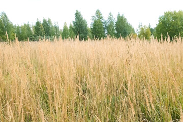 Dry golden autumn grass swaying on wind on field in overcast day. The green trees is on background. Beatiful nature during fall season.
