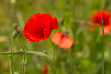 Klatschmohn (Papaver rhoeas)