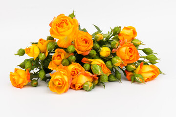Beautifull orange roses isolated on white background. Copy space