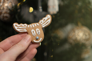 Homemade gingerbread deer hanging on Christmas tree. Holiday, Christmas, xmas, hygge concept. Christmas sweets