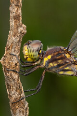 Close up macro of dragonfly on a tree