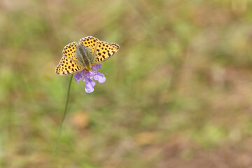 Kleiner Perlmuttfalter (Issoria lathonia)