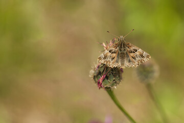 Malven-Dickkopffalter (Carcharodus alceae)