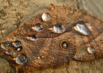 Morning dews on a wing of a moth .