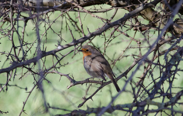 Ein Rotkelchen zwischen Ästen