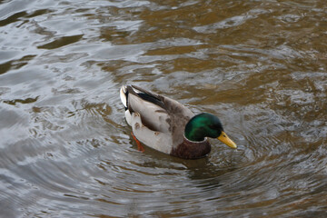 Mallard swimming through the cold waters of the river Lea