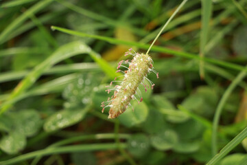 Dewy grass in an autumn field